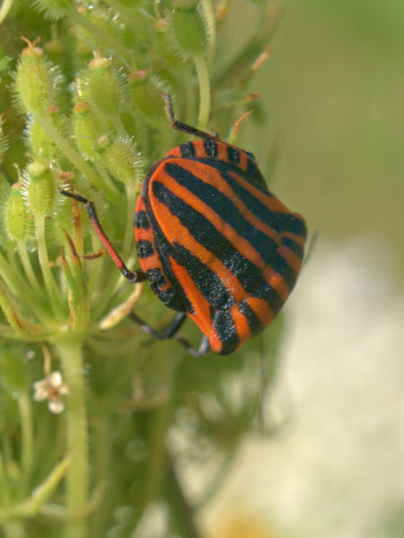 Découvertes d'insectes en Isère - Merveilles cachées