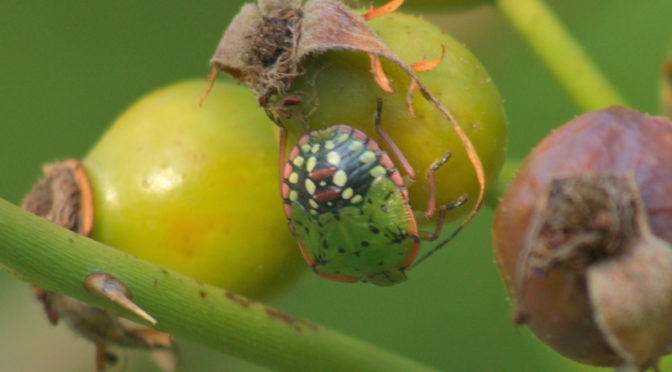 Découvertes d'insectes en Isère