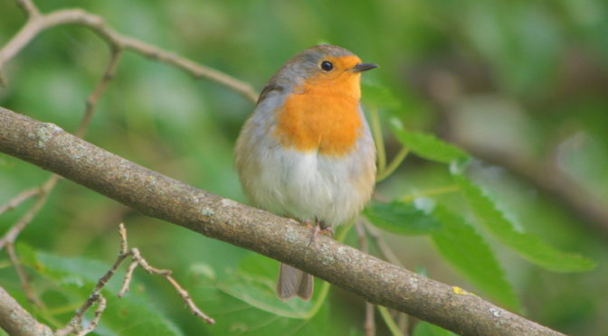 Photo de rouge gorge