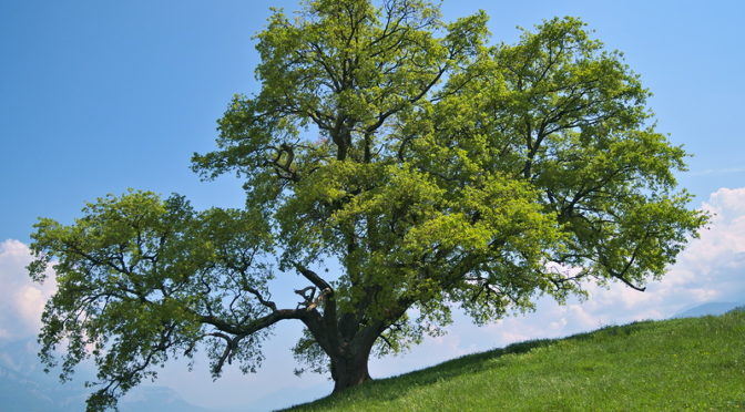 Le chêne de Venon, arbre remarquable situé sur les hauteurs de Grenoble