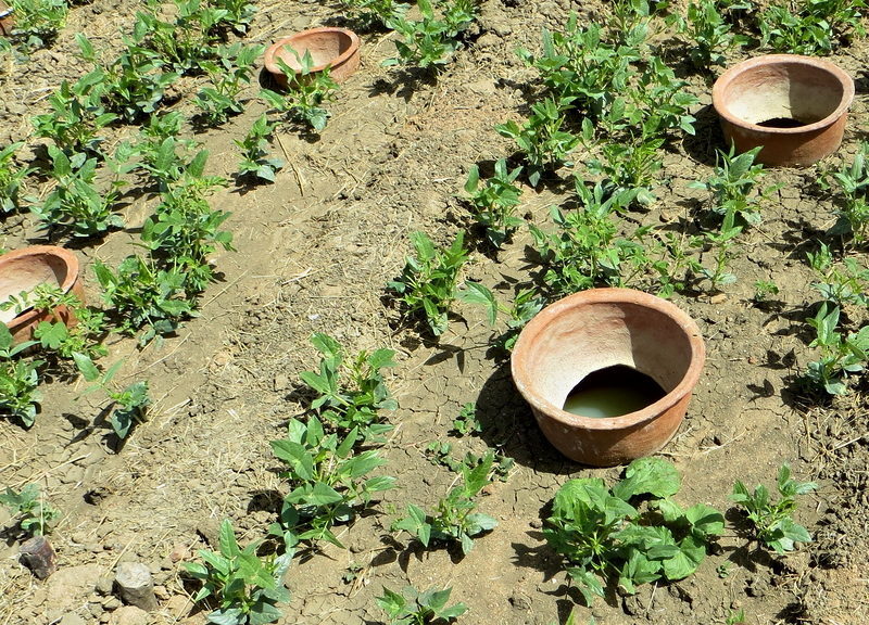 Olla - Irrigation des plantes ( en terre cuite )