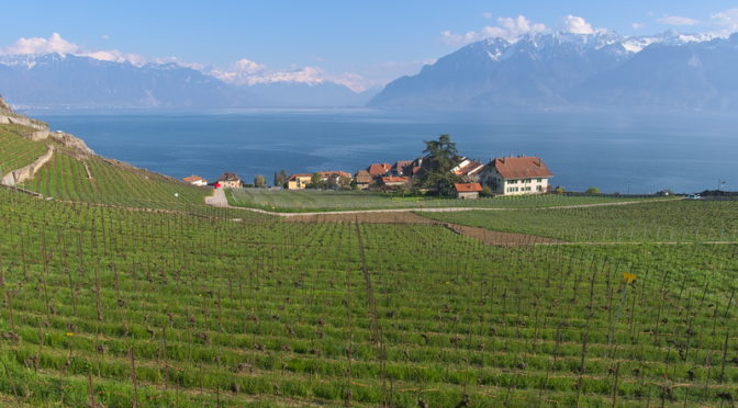 Lavaux Suisse : vignoble en terrasse au bord du Léman