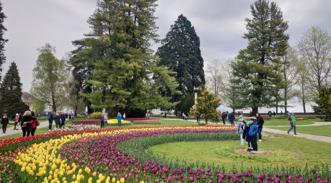 La Fête de la Tulipe à Morges : un spectacle floral à ne pas manquer
